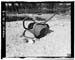 HAER photo of steel, stock-drawn earth scraper used to scrape earth, borrow material and transport it to Five Point Lake Dam during construction, July 1985